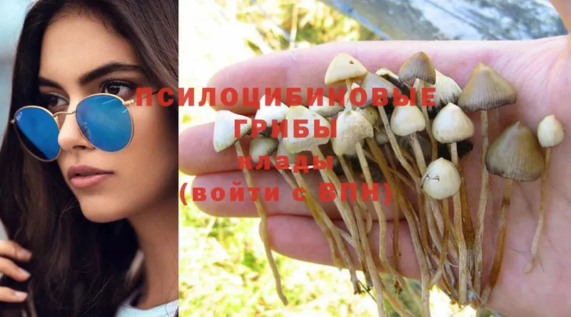 Псилоцибиновые грибы Psilocybine cubensis  Дрезна 